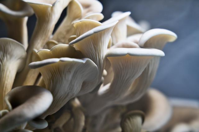 Spiselige svampe dyrket på restprodukt fra bryggeriindustrien